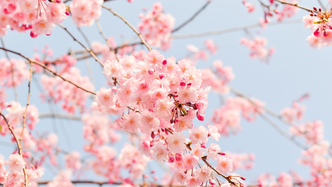 Schwarzkümmelöl im Frühling: Wirkung und Anwendung