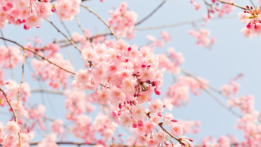 Schwarzkümmelöl im Frühling: Wirkung und Anwendung
